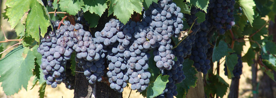 Тосканский виноград на кантине Иль Палаццо
