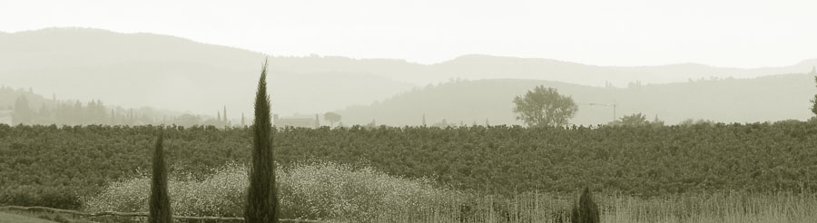 Тосканский пейзаж. Виноградники